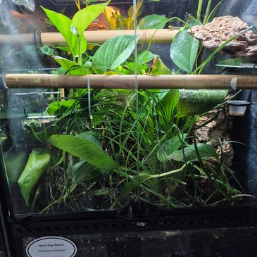 A lush terrarium filled with green plants for a Neon Day Gecko habitat.