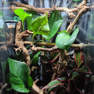 A lush terrarium with vibrant green and red plants and wooden branches inside a glass enclosure.