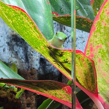Green gecko peeking from colorful tropical leaves in a terrarium.