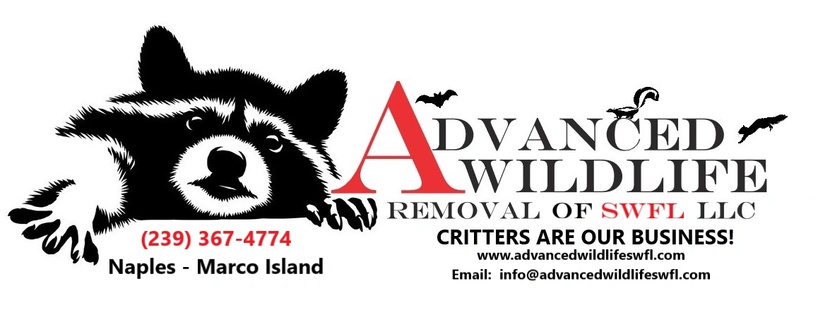 Advanced Wildlife Removal of SWFL LLC