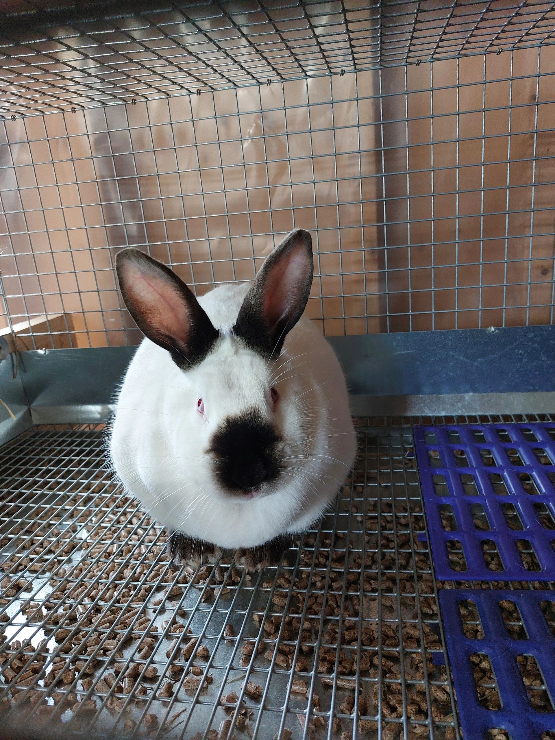 New Addition To The Rabbitry