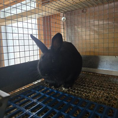 A black rabbit inside a wire cage with a grated floor.