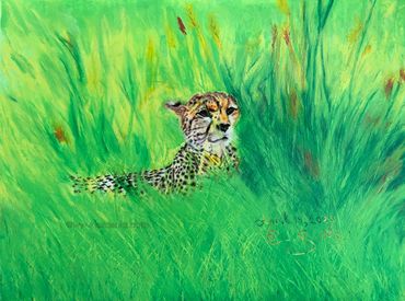 Cheetah resting in open green and yellow grassland