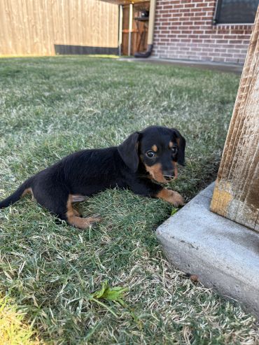 A small black and tan puppy exploring grass near a wooden post.