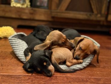 A group of adorable puppies cuddled together on a cozy mat.