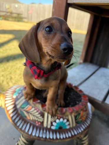 Adorable dachshund puppy wearing a red plaid collar sitting on a colorful patterned stool outdoors.