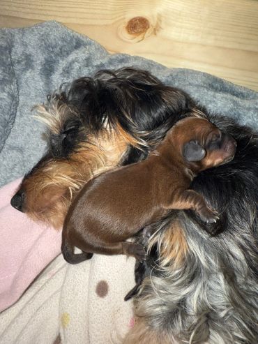 A newborn puppy cuddles on the fur of an adult dog resting peacefully.