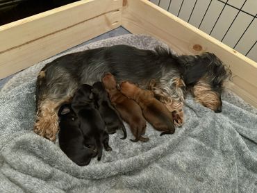 A dog rests while her newborn puppies nurse beside her on a soft blanket.