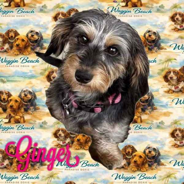A cute gray and black dog named Ginger with a pink collar on a Waggin Beach backdrop.