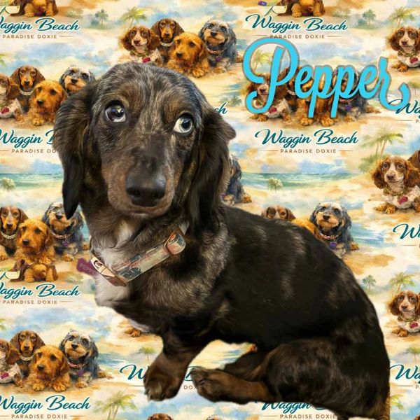 A dachshund named Pepper poses in front of a Waggin Beach backdrop.