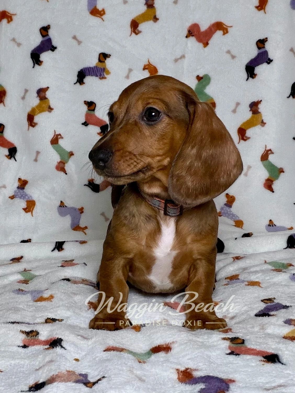 DWIGHT-Red Dapple Male