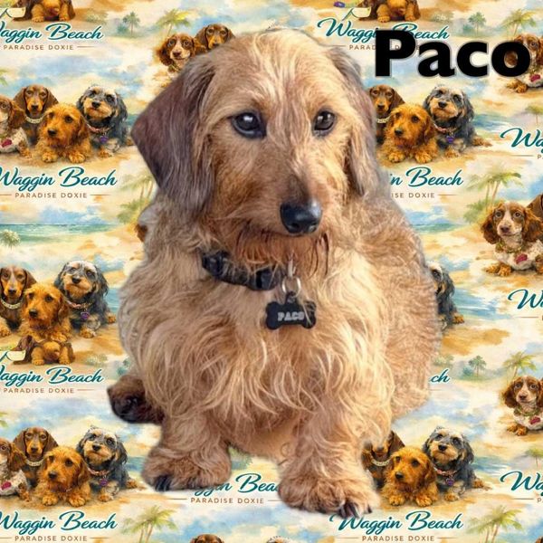 A fluffy dog named Paco sits against a colorful Waggin Beach backdrop.