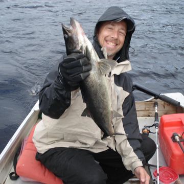 Trophy size Blue Walleye
