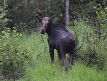 bull moose near Lac Achepabanca