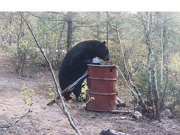 Curious Black Bear standing on barrel