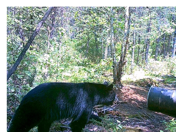 Black Bear curious of barrel