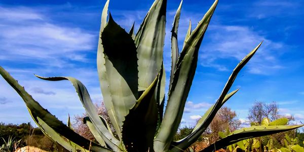 A native Texas Agave Plant. 