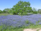 Mesquite Mystique