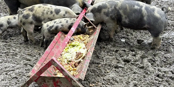 Pig feeder in use