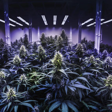 cannabis grow room with LED bulbs and purple marijuana plants 