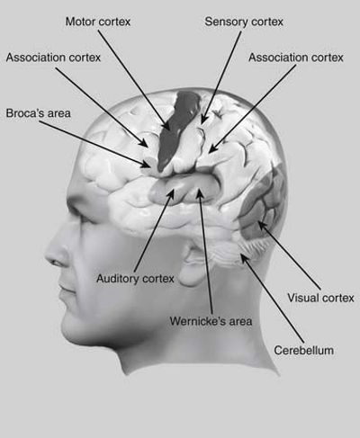 Neurological Disorders