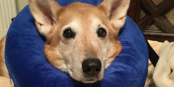 Aging dog with medical needs for petsitter.