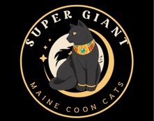 Super Giant Maine Coon Cats