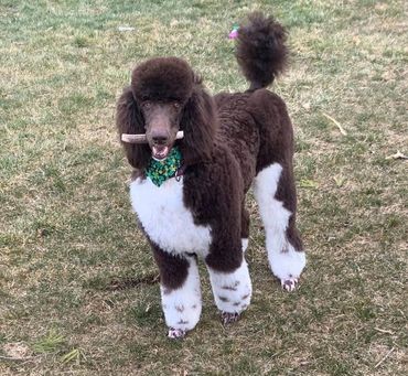 Tuxedo poodle ohio