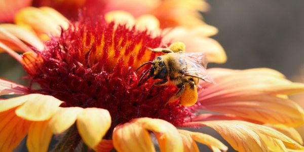 Longhorn bee on blanket flower