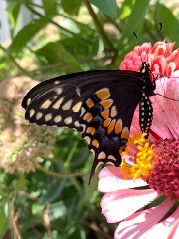 Black Swallowtail drying its wings