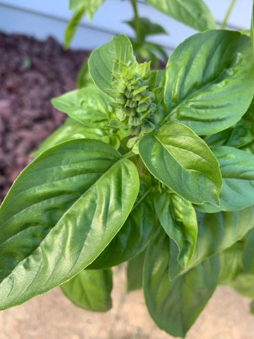 Grow your own organic herbs, grow organic basil