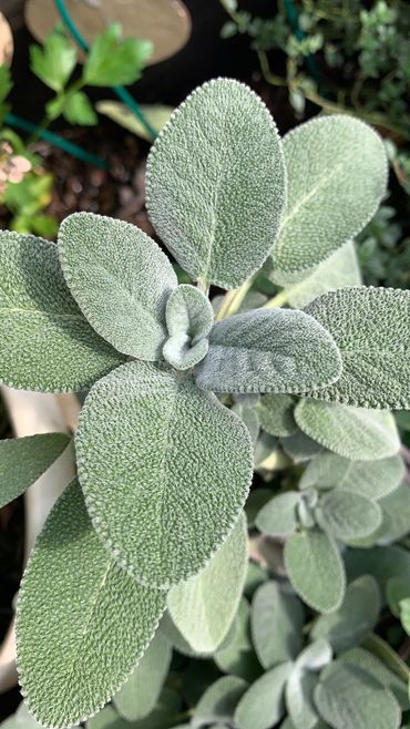 Garden Sage