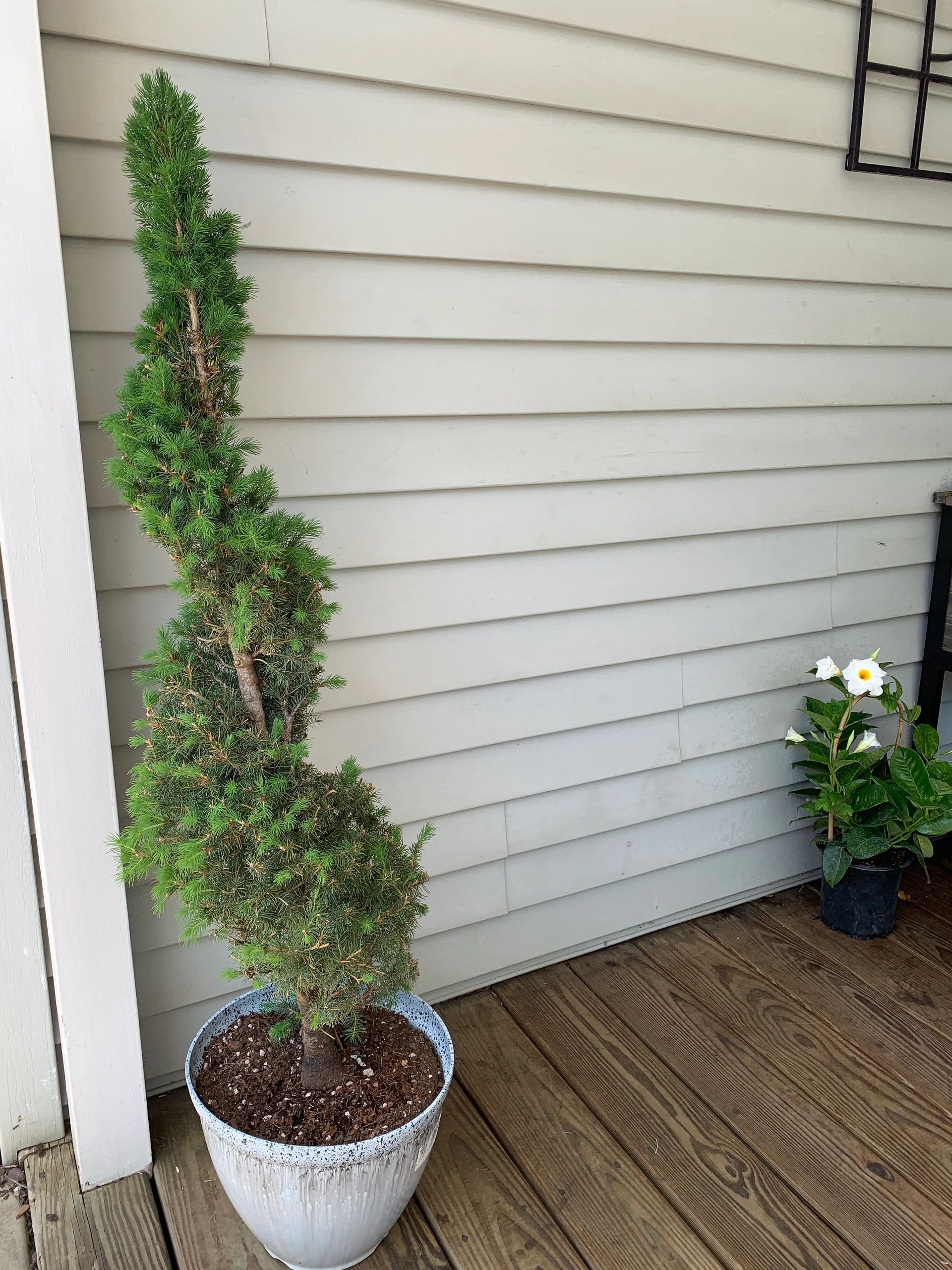Spiral dwarf Alberta Spruce