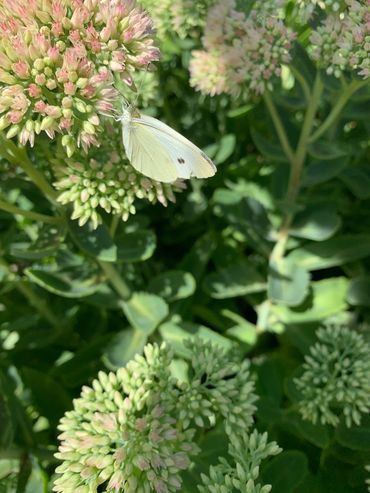 Cabbage White