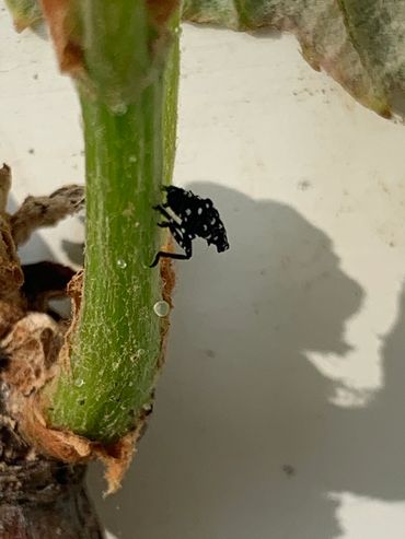 Spotted lantern fly 