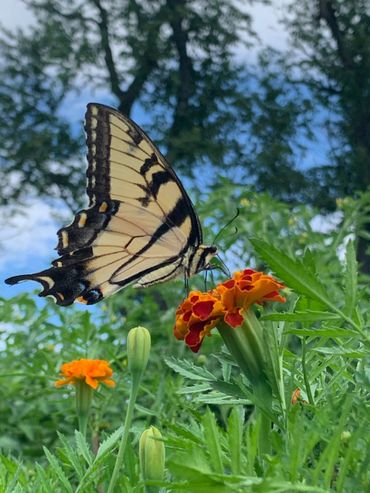 Build your own butterfly garden in your back yard, attract butterflies and hummingbirds to your gard