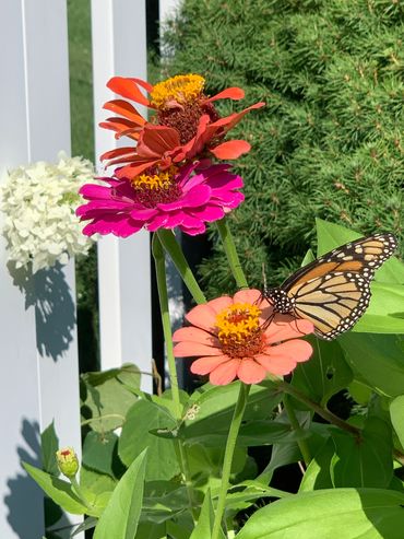 Monarch getting pollen from zinnia flower