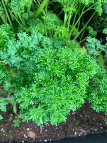 Curled parsley 