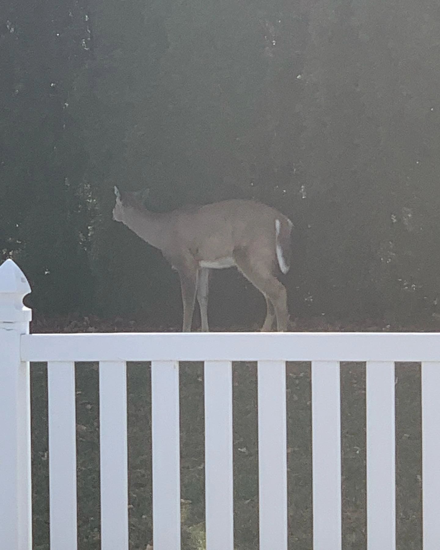 Garden Catastrophe: Are Deer Eating Your Cantaloupe?