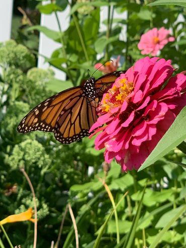 Monarch butterfly on zinnia