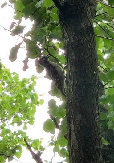 Downy Woodpecker