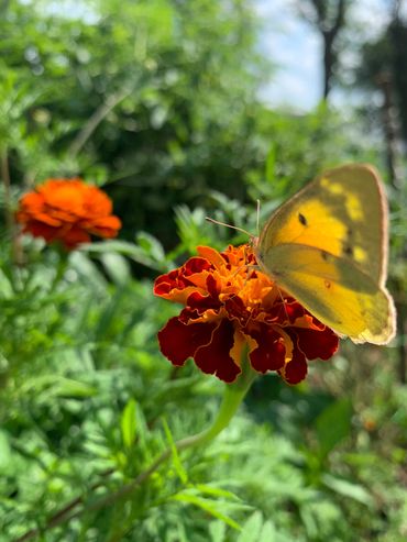 Yellow butterfly- clouded sulphur