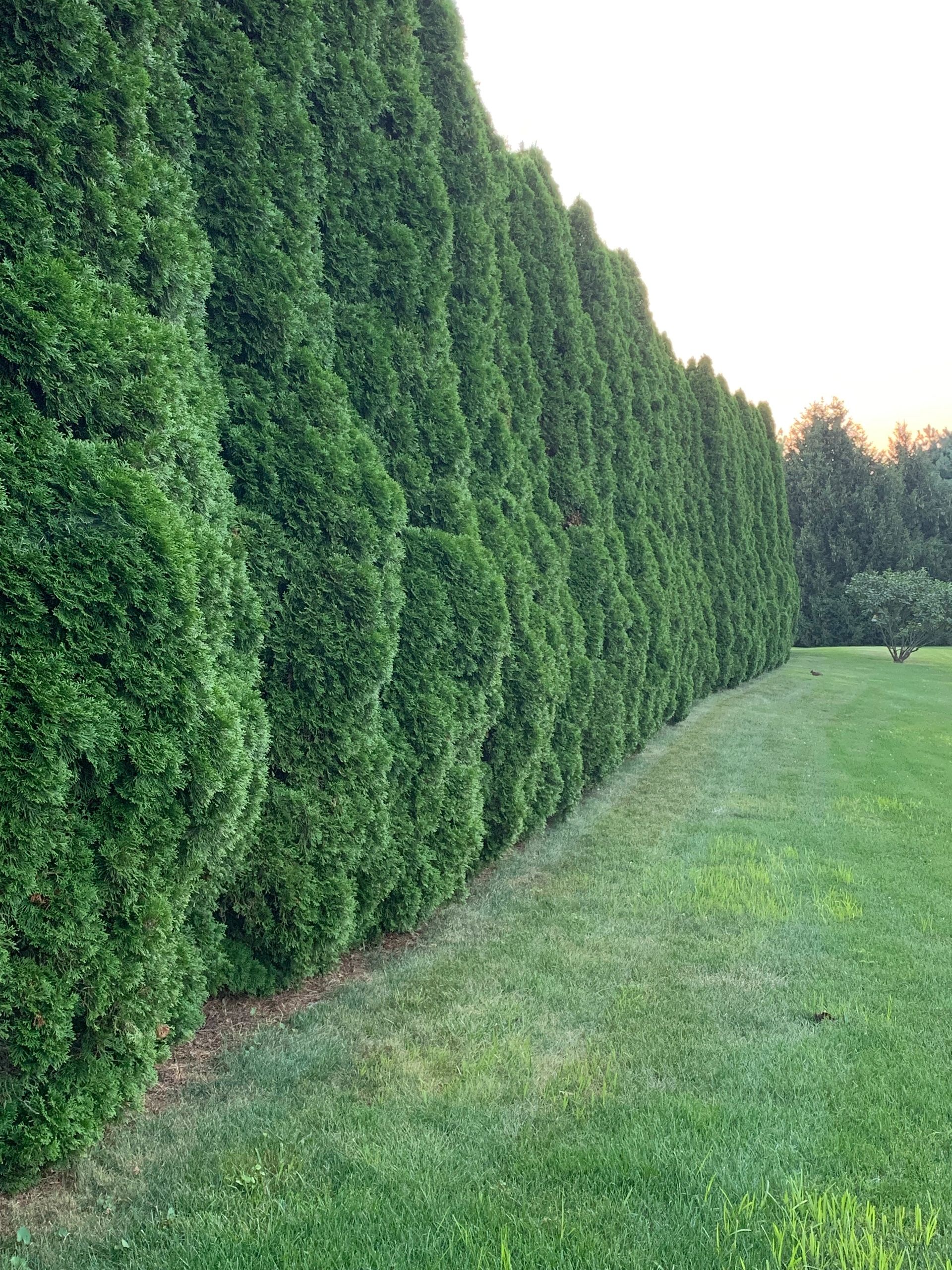 Arborvitae tree-line