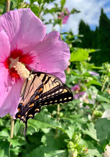 Eastern Tiger Swallowtail Butterfly