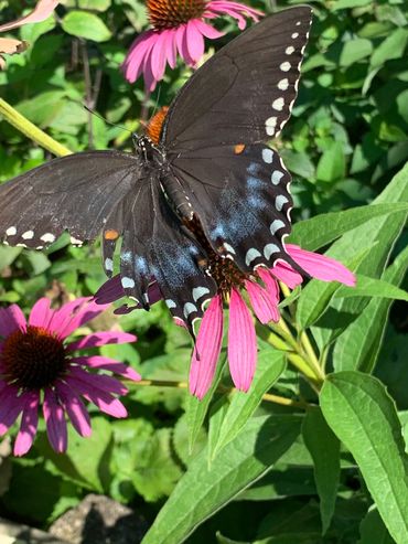 Blackswallowtail