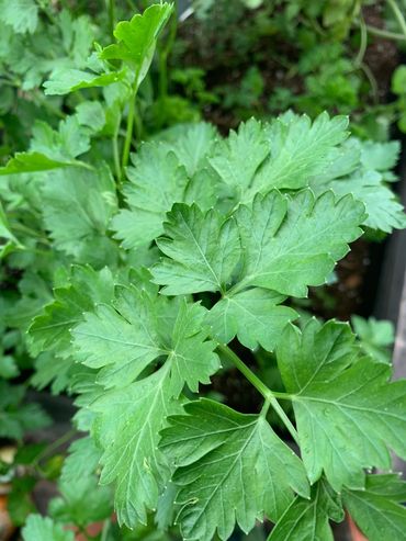 Italian parsley 