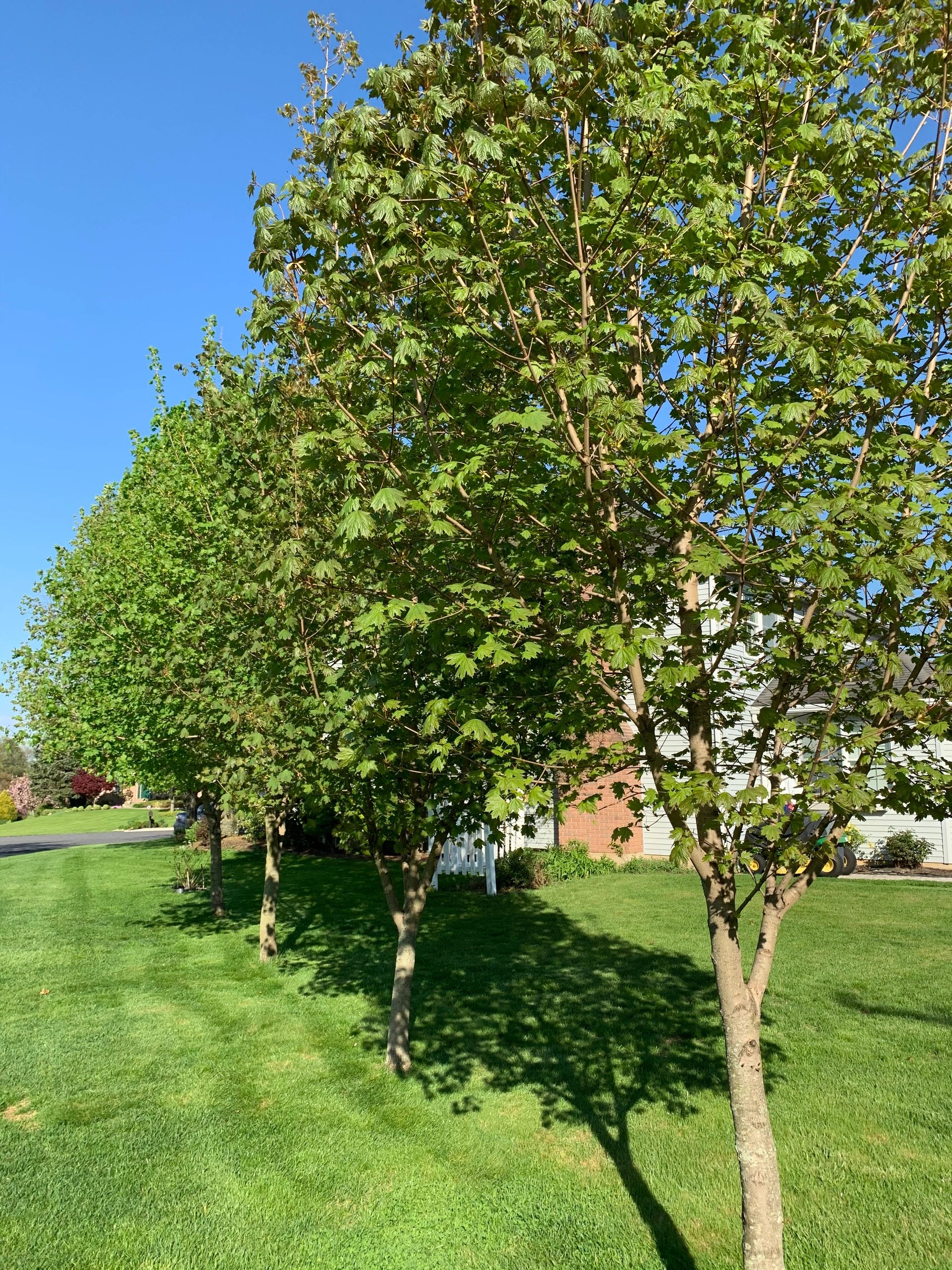 Maple Tree Line