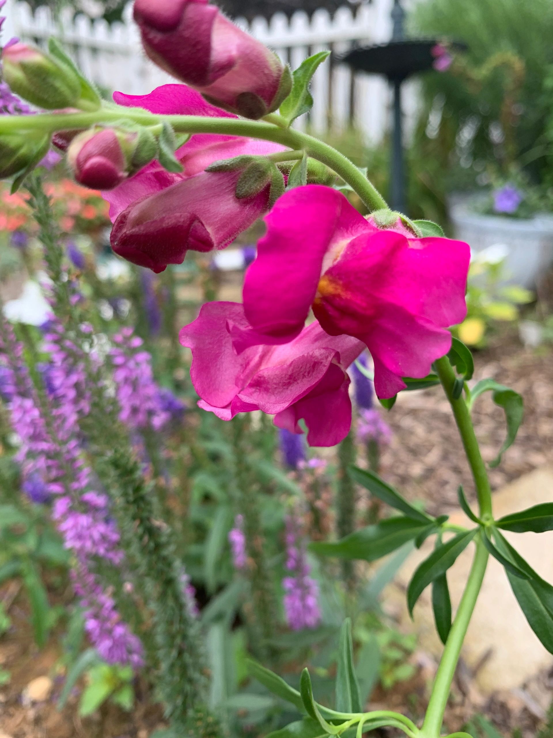 Snapdragons Keymsham Snapdragon