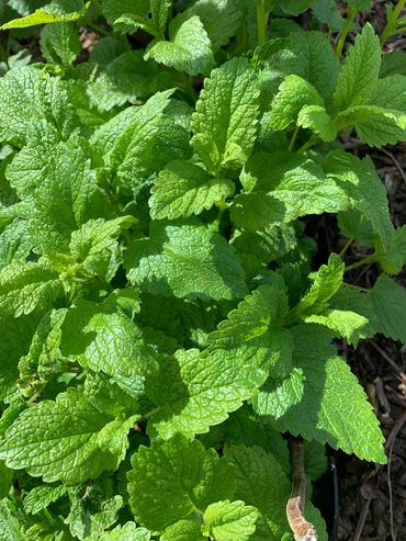 Lemon Balm