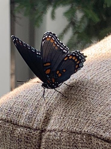 Black Swallowtail drying its wings